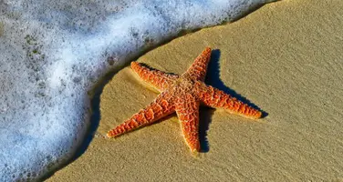 Photo of a starfish on the beach