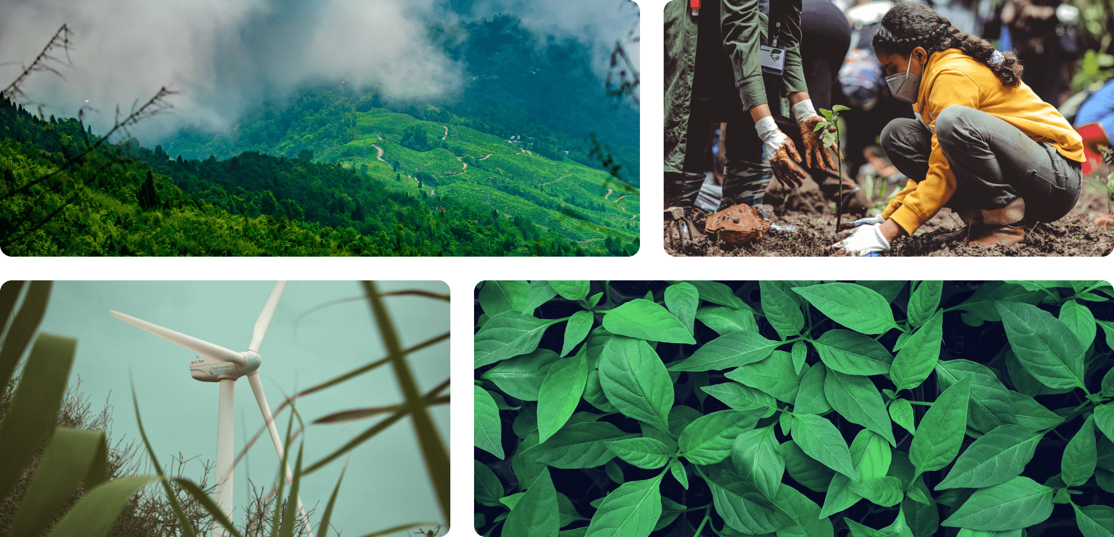 Collage of four photographs, a mountainous landscape, a child planting a sapling, a wind turbine and green leaves.