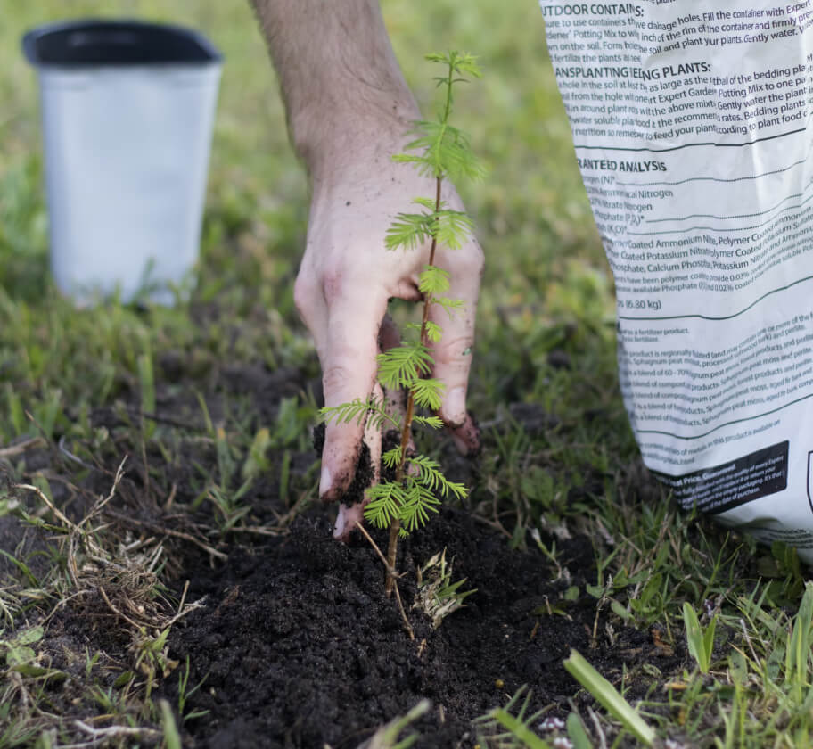 A hand planting a plant in soil.