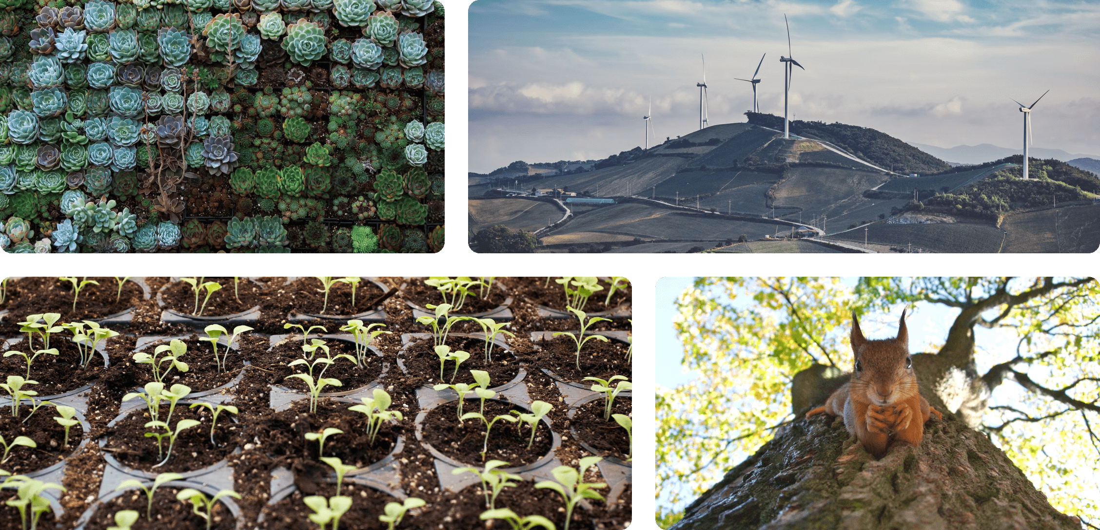 Collage of four photographs, flowers, small plants in pots, wind turbines and a squirrel in a tree.